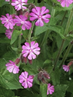 red_campion
