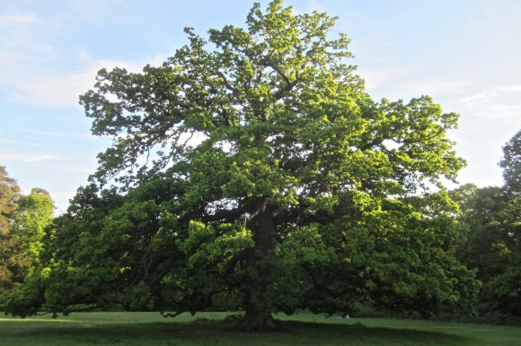 big oak