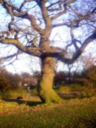 dancing oak