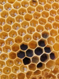 honeycomb solar hexagon