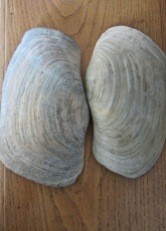 clam giant tao